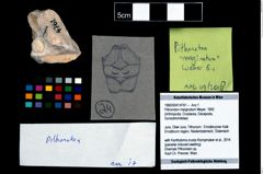 Foto (Objekt + Etikett) von Pithonoton marginatum (Meyer, 1842)  (NHMW-GEO-1990-0041-4761)